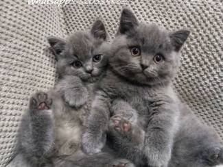 Prachtige Britse korthaar kittens.